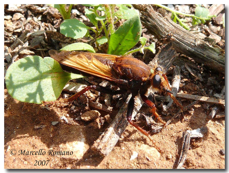 Un Asilidae nuovo per il forum: Asilus barbarus